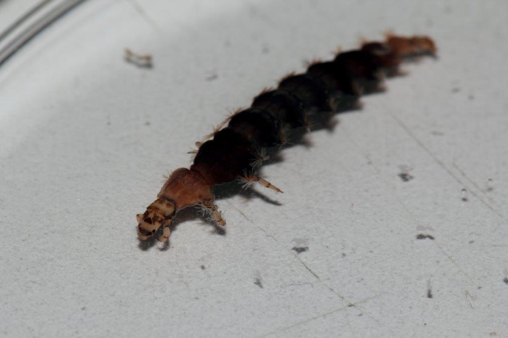 Tricotteri: foto di laboratorio da confermare